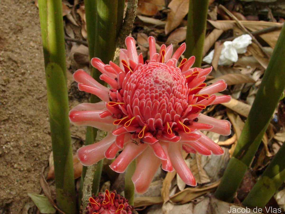 Etlingera elatior (Jack) R.M.Sm.